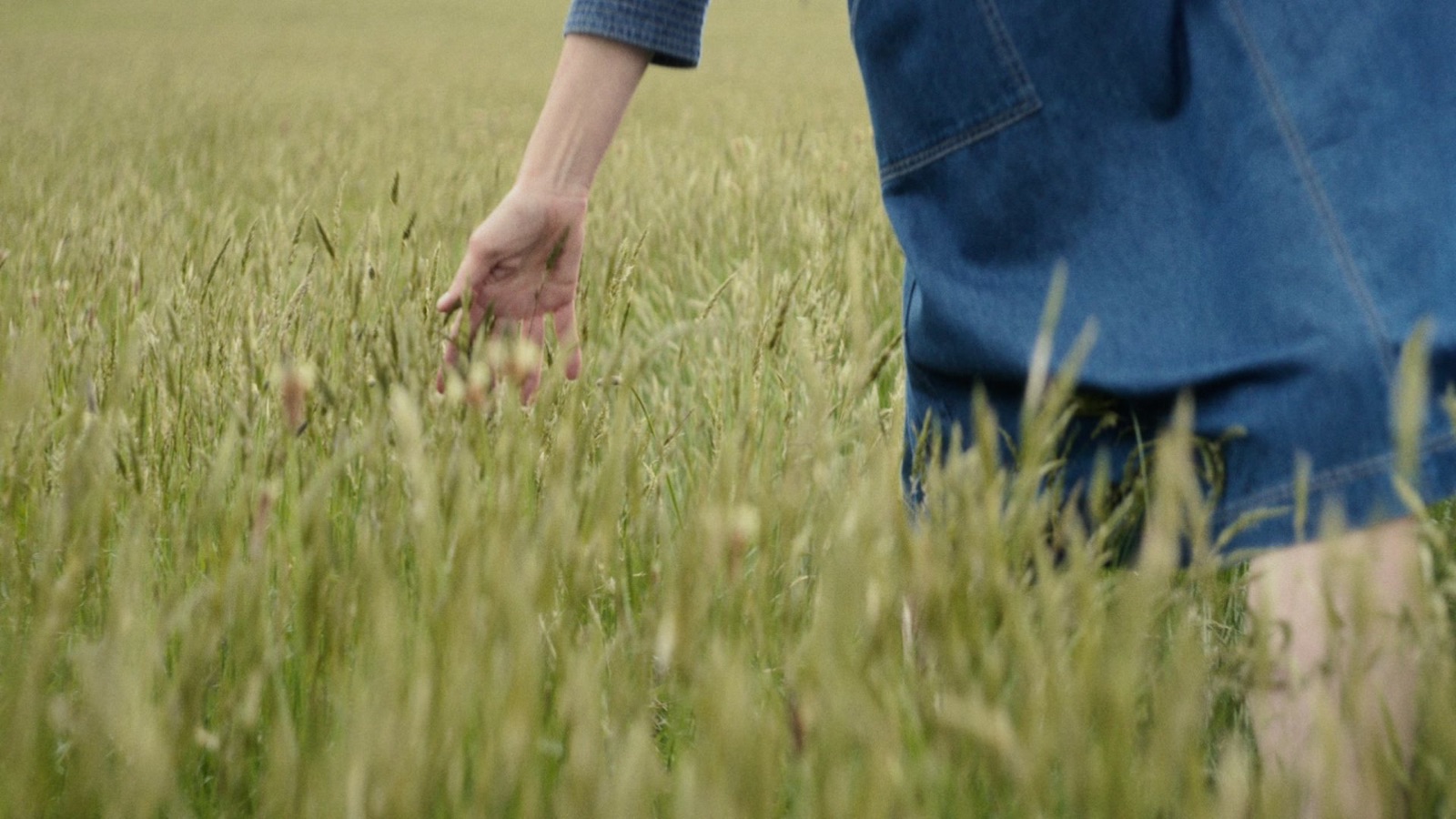 A hand brushing through tall grass