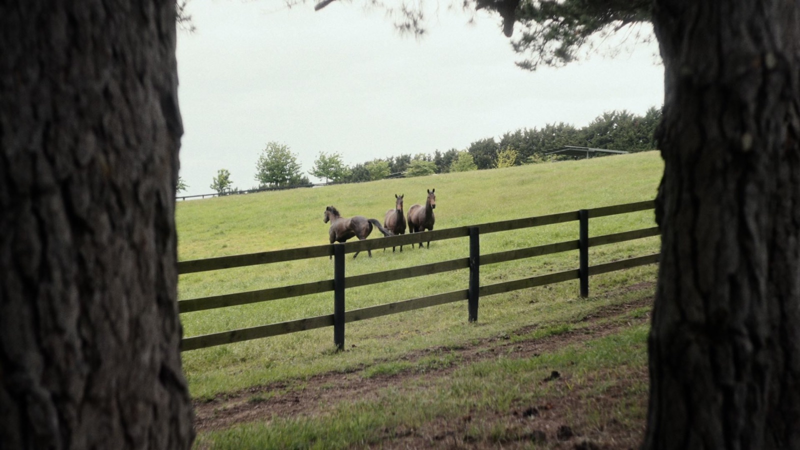 Horses at a post and rail fence framed by tree trunks
