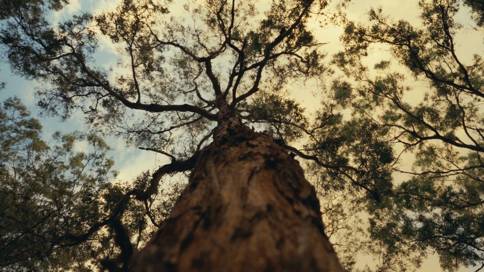 Looking up the trunk of a eucalypt into the canopy
