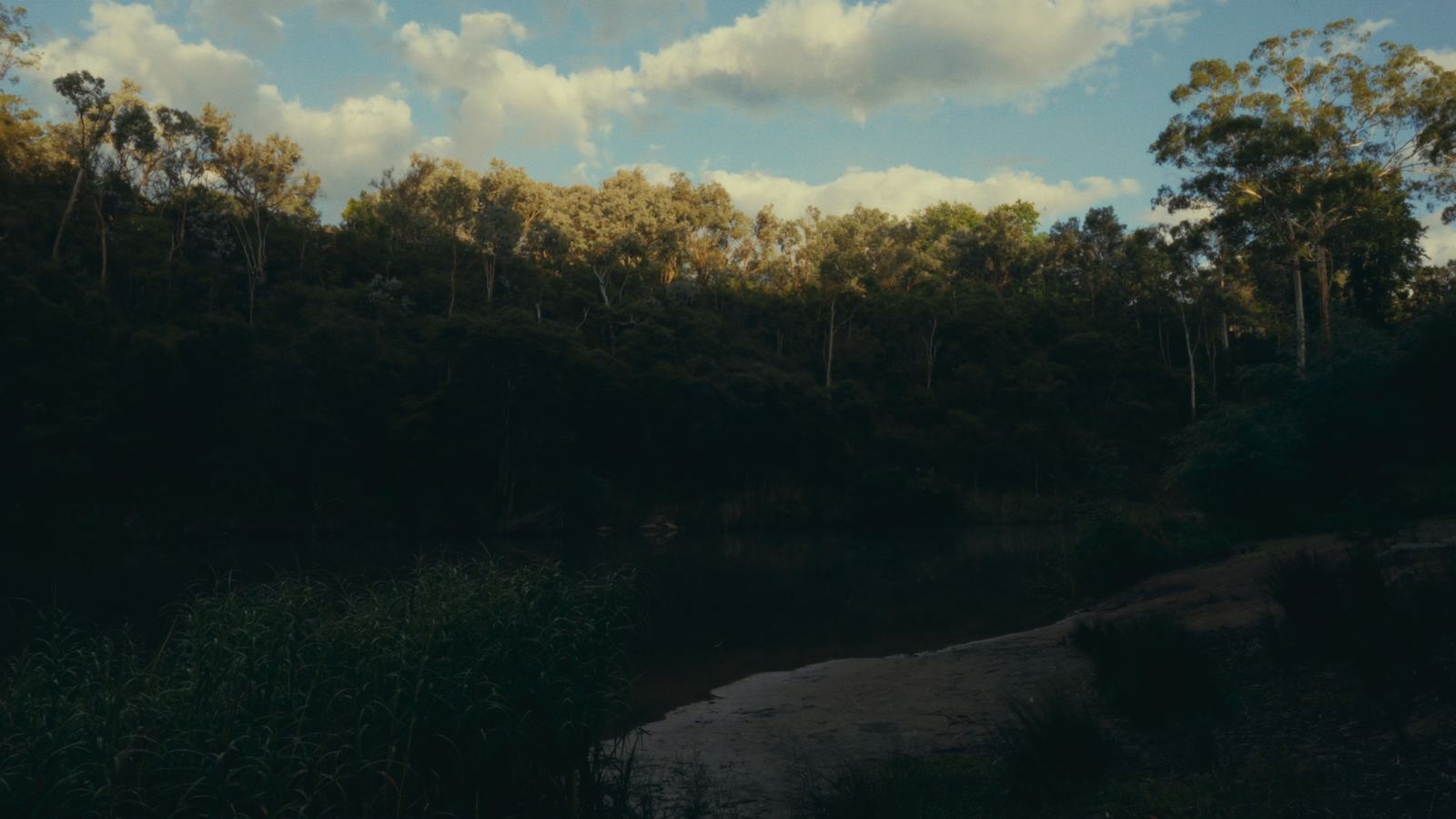 Eucalyptus forest and still water at golden hour
