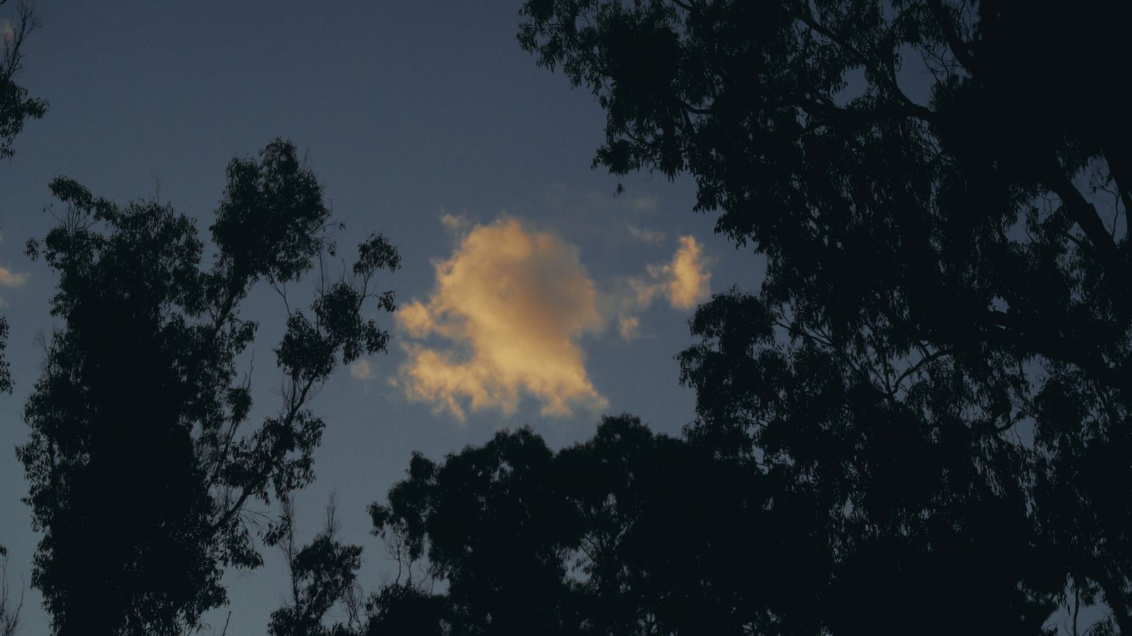 A golden cloud in a dusk sky through the gum trees